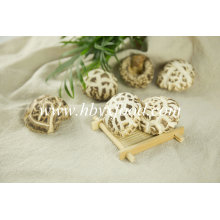 Dried Shiitake Mushroom with Stick (White Flower)